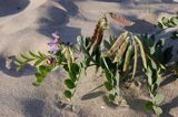 Lathyrus japonicus ssp. maritimus groszek nadmorski) , Lathyrus maritimus