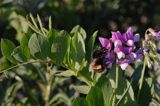 Lathyrus japonicus ssp. maritimus groszek nadmorski) , Lathyrus maritimus i trzmiel ziemny / Bombus terrestris /