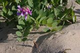 Lathyrus japonicus ssp. maritimus groszek nadmorski) , Lathyrus maritimus