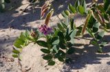 Lathyrus japonicus ssp. maritimus groszek nadmorski) , Lathyrus maritimus