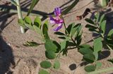 Lathyrus japonicus ssp. maritimus groszek nadmorski) , Lathyrus maritimus