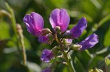 Lathyrus japonicus ssp. maritimus groszek nadmorski) , Lathyrus maritimus