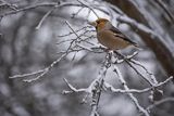 Grubodziób, Coccothraustes coccothraustes