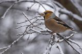 Grubodziób, Coccothraustes coccothraustes