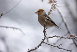 Grubodziób, Coccothraustes coccothraustes