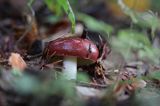 grzyb, gołąbek, Russula