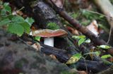 grzyb, gołąbek, Russula