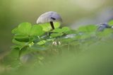 Puszcza karpacka, grzybek, szczawik zajęczy Oxalis acetosella, skoczogonek, Collembola