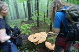 żagiew łuskowata - Polyporus squamosus w bieszczadzkim lesie - buczynie na szlaku Dwernik Kamień, Bieszczady