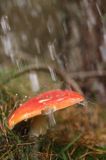muchomor czerwony i deszcz