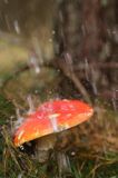 muchomor czerwony i deszcz