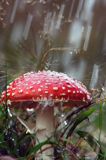 muchomor czerwony i deszcz / Amanita muscaria /