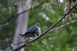 Gołąb grzywacz grzywacz) Columba palumbus L