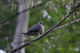 Gołąb grzywacz grzywacz) Columba palumbus L