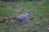 Gołąb grzywacz grzywacz) Columba palumbus L