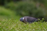 Gołąb grzywacz grzywacz) Columba palumbus L