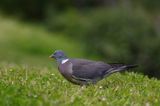 Gołąb grzywacz grzywacz) Columba palumbus L