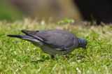 Gołąb grzywacz grzywacz) Columba palumbus L