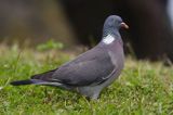 Gołąb grzywacz grzywacz) Columba palumbus L