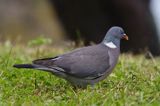 Gołąb grzywacz grzywacz) Columba palumbus L