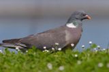 Gołąb grzywacz grzywacz) Columba palumbus L