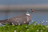 Gołąb grzywacz grzywacz) Columba palumbus L