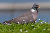 Gołąb grzywacz grzywacz) Columba palumbus L