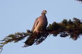 Gołąb grzywacz, grzywacz, Columba palumbus L