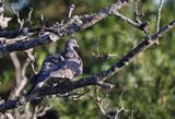 Gołąb grzywacz, grzywacz, Columba palumbus L