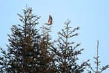 Gołąb grzywacz, grzywacz, Columba palumbus