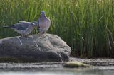 Gołąb grzywacz, grzywacz, Columba palumbus