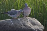 Gołąb grzywacz, grzywacz, Columba palumbus