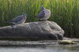 Gołąb grzywacz, grzywacz, Columba palumbus