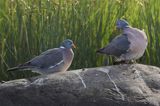 Gołąb grzywacz, grzywacz, Columba palumbus