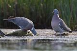 Gołąb grzywacz, grzywacz, Columba palumbus