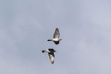 Gołąb grzywacz, grzywacz, Columba palumbus