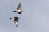 Gołąb grzywacz, grzywacz, Columba palumbus