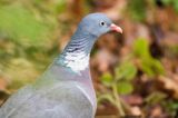 Gołąb grzywacz, grzywacz, Columba palumbus