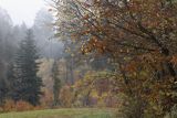Mgły nad jesiennym lasem, Bieszczady