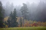 Mgły nad jesiennym lasem, Bieszczady