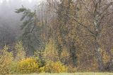 Mgły nad jesiennym lasem, Bieszczady