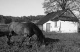 koń przed chatą w Guciowie, Roztocze Środkowe Poland, Guciow village, Roztocze region