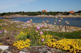 Zawciąg nadmorski, Armeria maritima, Hallands Vadero, Szwecja Zachodnia, Kattegat