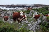 Hallands Vadero, Szwecja Zachodnia, Kattegat