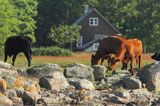 Hallands Vadero, Szwecja Zachodnia, Kattegat