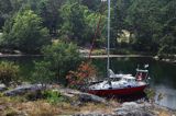 Safran w naturalnym porcie w zatoczce Handelop Huvud, szwedzkie szkiery koło Vastervik, Szwecja