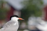 Rybitwa rzeczna, rybitwa zwyczajna, Sterna hirundo, w porcie Hanko, Zatoka Fińska, Finlandia