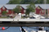 Rybitwa rzeczna, rybitwa zwyczajna, Sterna hirundo, w porcie Hanko, Zatoka Fińska, Finlandia