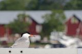 Rybitwa rzeczna, rybitwa zwyczajna, Sterna hirundo, w porcie Hanko, Zatoka Fińska, Finlandia