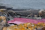 wyspa Havringe,wybrzeże, kałuża zabarwiona przez krasnorosty, Szwecja